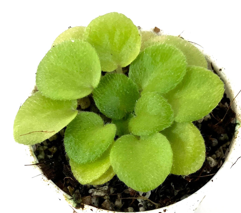 Green African violet plant in small 3 oz cup, dense fuzzy leaves