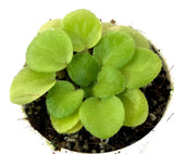 African Violet - Jolly Orchid (M) - PLANT in 3 oz CUP Orchids