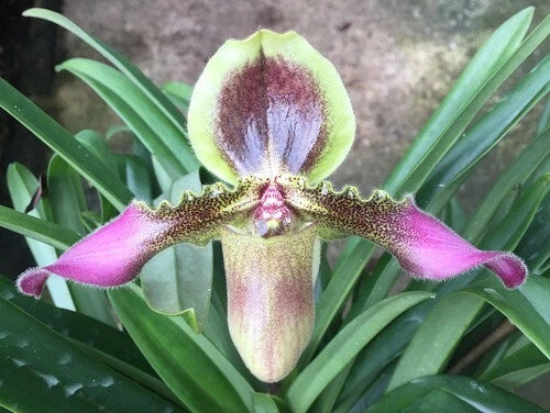 Orchid flower with fuzzy magenta petals and a pale green, purple-centered labellum