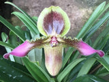 Paphiopedilum hirsutissimum 'Carimo' HCC/AOS Orchids