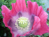 Neon Pink "Pepperbox Afghan Papaver Poppy Seeds 2000+  *Shelley aka PoppyQueen__ Garden Plants