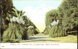 Heavy Team Road ~ pampas grass ~ Kearney Ave ~ Fresno California ~ PCK c1910 Pampas Grass