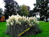Photo 12x8 County Mayo - Westport House Grounds - Pampas Grass Cathair na  c2013 Pampas Grass