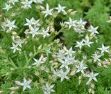 SEDUM OKTOBERFEST STONECROP Sedum Acre - 100 Seeds Garden Plants