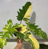 Philodendron Florida Beauty X mayoi - 1leaf - variegated plant rare Green Plant