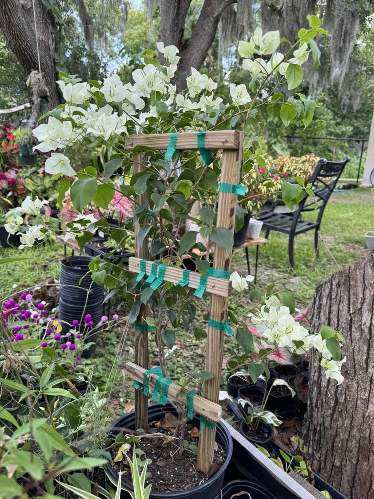 Bougainvillea plant with white blossoms in a pot on a small trellis support