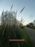 PHOTO  PAMPAS GRASS WALNUT TREE WEST WITTERING LITTLE CIRCULAR CLUMPS OF PAMPAS Pampas Grass