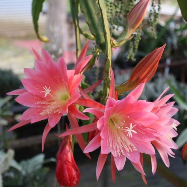 4 Live Pink Epiphyllum Orchid Cactus Plants Ð 4" Pot Ð Houseplants Orchids