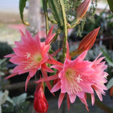 4 Live Pink Epiphyllum Orchid Cactus Plants Ð 4" Pot Ð Houseplants Orchids