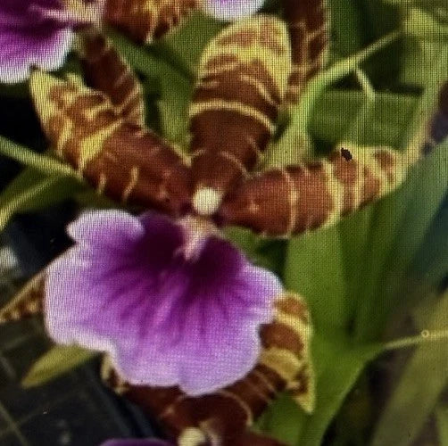 Orchid Plant Milt Dee Fujitake Kaley Cat. 2 in pot Orchids
