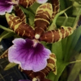 Orchid Plant Milt Dee Fujitake Kaley Cat. 2 in pot Orchids