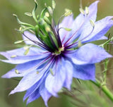 LOVE IN A MIST FLOWER SEEDS 300+ NIGELLA DAMASCENA ANNUAL wildflower GARDEN Garden Plants