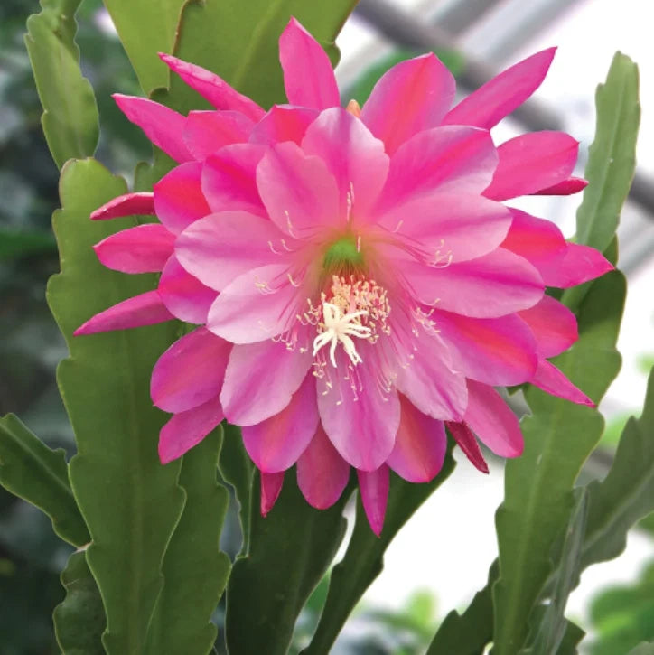 Pink epiphyllum orchid bloom with layered petals and green cactus-like pads