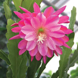 Pink Epiphyllum Orchid Live Plant - 5-8 in tall - 2 Plant in 4