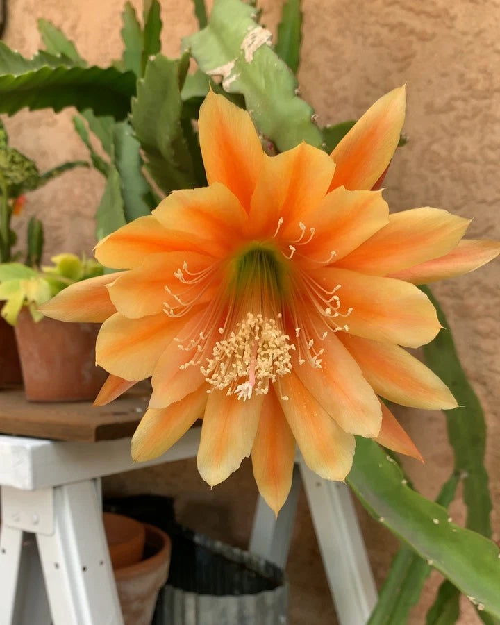 Orange orchid cactus bloom on a cutting