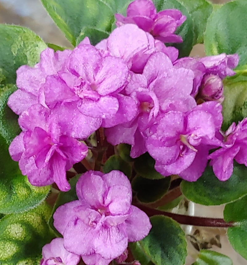African violet plant with double orchid-like pink-purple blossoms and variegated green leaves