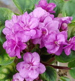 African Violet Plant - Midget Memories ~ Double orchid, variegated mini Orchids