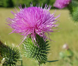 200+ Scottish Thistle Seeds for Garden Planting - USA - FREE SHIPPING! Garden Plants
