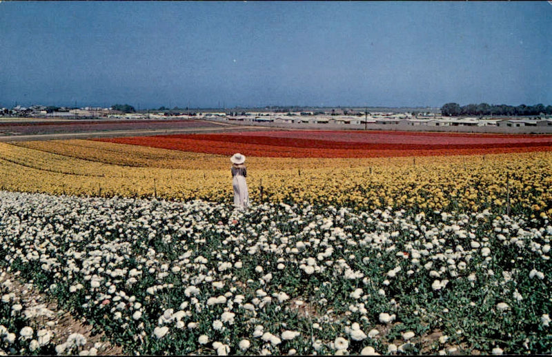 Postcard Greetings from South California Ranunculus Flowers Lompoc San Diego Ranunculus