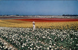 Postcard Greetings from South California Ranunculus Flowers Lompoc San Diego Ranunculus