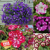 1000+ Dwarf Wave Petunia Seeds for Garden Planting Non-GMO Garden Plants