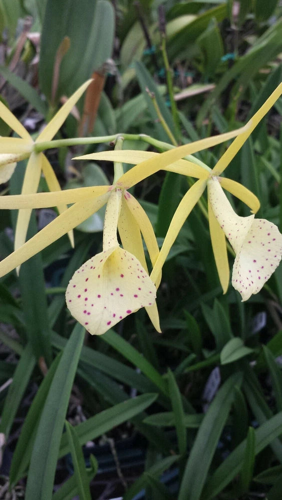 Orchid Brassavola Yellow Bird Mad Happenings Tropical Plant Orchids