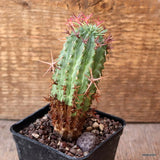 D4680 EUPHORBIA STELLISPINA pot7-H10-W4 cm MaMa Cactus Green Plant