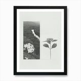 Hydrangea Flower Photo Collage 4 Ar Framed Wall Art Poster Canvas Print Picture Hydrangea