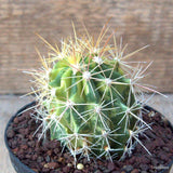 D6971 FEROCACTUS VICTORIENSIS VARIEGATED pot10-H7-W6 cm MaMa Cactus Green Plant