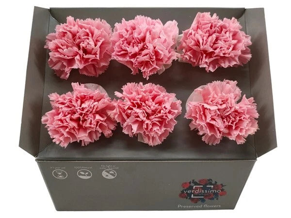 Ice dry carnations - pastel pink Carnation