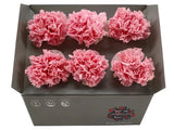 Ice dry carnations - pastel pink Carnation