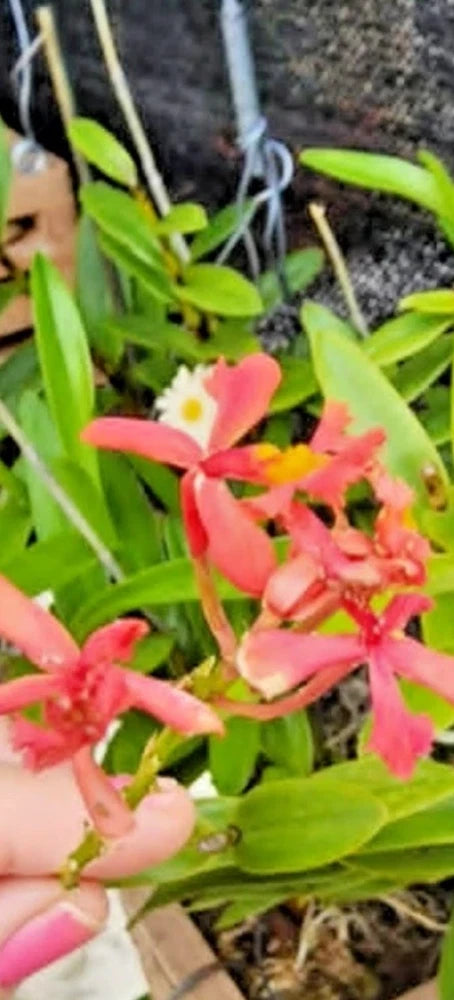 Pink and red orchid cluster with yellow-orange centers and green leaves