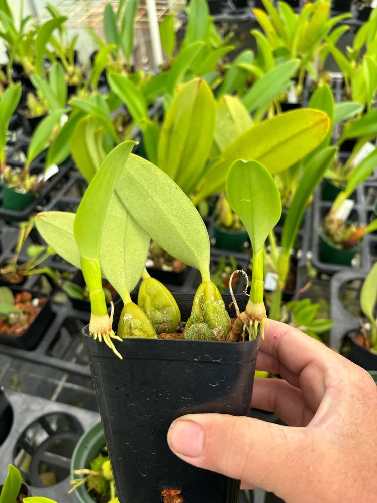 Young orchid plant in black plastic nursery pot with bright green leaves