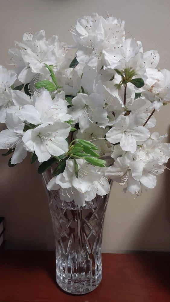 5+2free White Bloom CRAPE MYRTLE rare flower fresh unrooted cuttings Flowering Plants