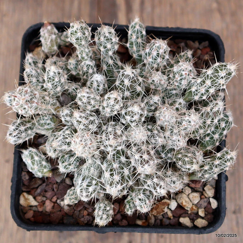 Cactus plant in black pot with green pads and dense white spines