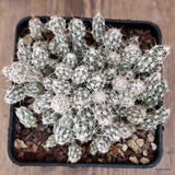 A6688 OPUNTIA BULBISPINA pot9-H7-W11 cm MaMa Cactus Green Plant