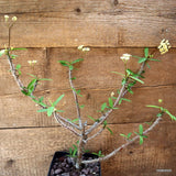 D4540 EUPHORBIA MILII V. ISALOENSIS pot14-H36-W39 cm MaMa Cactus Green Plant