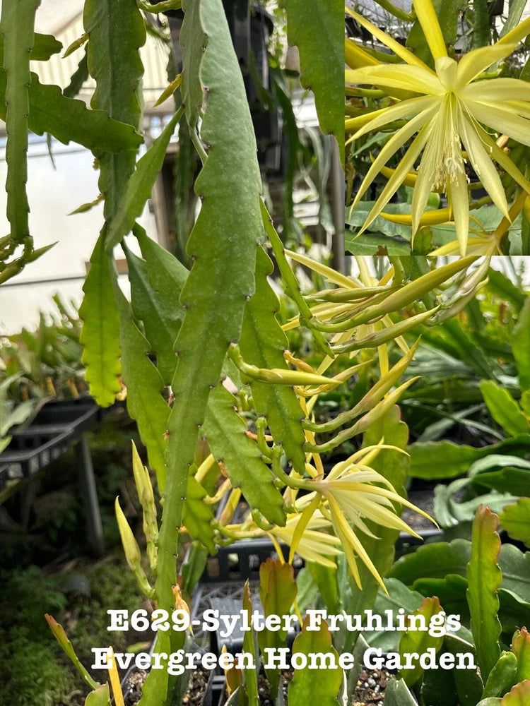 Orchid cactus plant with green segmented stems and pale yellow tips in 4 in starter pot