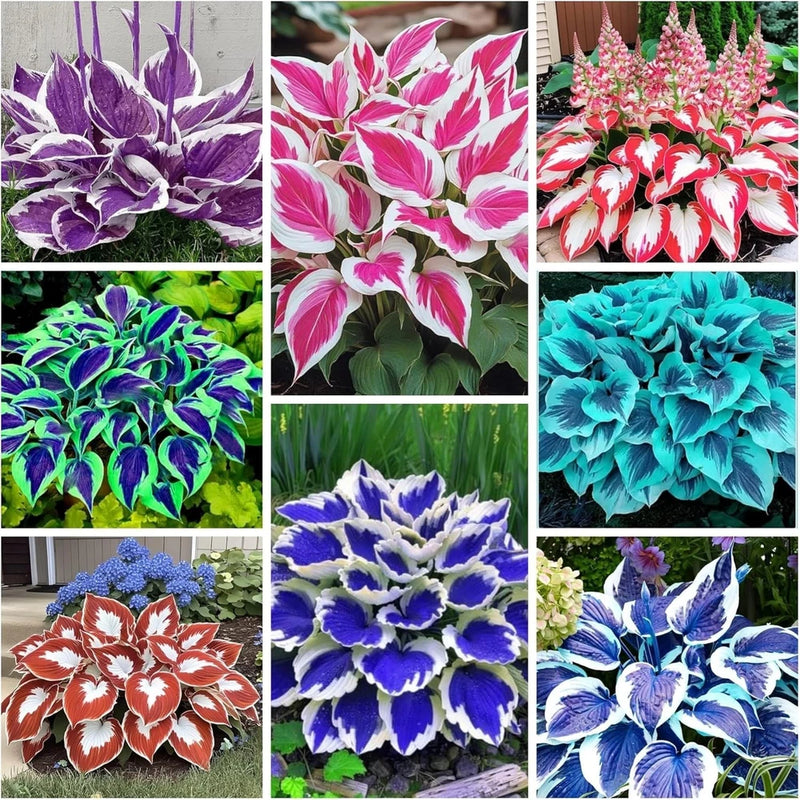 200+ Hosta Seeds Heart-Shaped Bare Roots - Rich Foliage, Low Lily