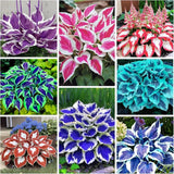 200+ Hosta Seeds Heart-Shaped Bare Roots - Rich Foliage, Low Lily