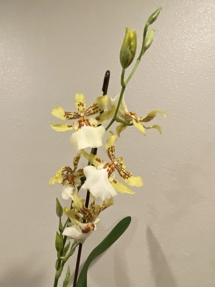Oip. Pacific Paragon-ÒHoney ButterÓ Dancing Lady Type Orchid- Double Spike!! Orchids