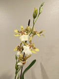 Oip. Pacific Paragon-ÒHoney ButterÓ Dancing Lady Type Orchid- Double Spike!! Orchids