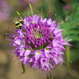 Rocky Mountain Bee Plant Seeds (Cleome serrulata) ~Native Wildflower Garden Garden Plants