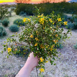 Sonoran Aromatherapy ~ Creosote (Larrea Tridentata) Desert Rain Plant Bouquets Green Plant