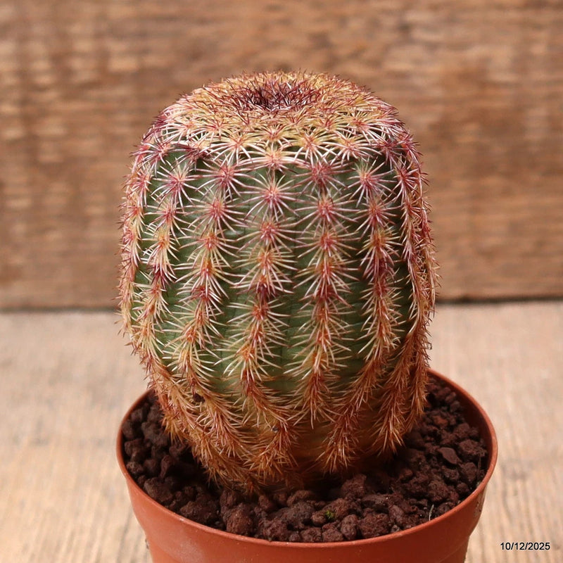 D7761 ECHINOCEREUS RIGIDISSIMUS PECTINATUS pot7,5-H8,5-W6 cm MaMa Cactus Green Plant