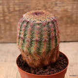 D7761 ECHINOCEREUS RIGIDISSIMUS PECTINATUS pot7,5-H8,5-W6 cm MaMa Cactus Green Plant