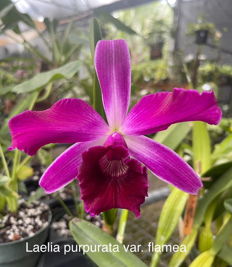 Purple Laelia purpurata var. flammea orchid with broad petals and dark center lip
