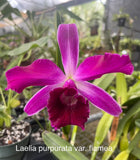 Orchid live Laelia purpurata var. flammea - bare root Orchids