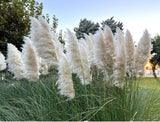 Pampas Grass, Cortaderia Selloana - 200 Seeds 2026 - USA seller Pampas Grass