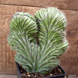 D4371 POLASKIA CHICHIPE CRESTED pot10-H18-W15 cm MaMa Cactus Green Plant